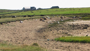 Barvas cattle grazing by Loch Mor Bharabhais, just down from the Barvas Manse