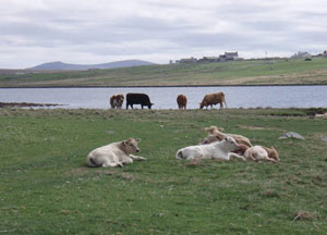 Barvas cattle near Rubha Mhòr, Cròic, Barabhas