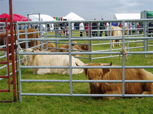 Pedigree Highland cattle with showground in background